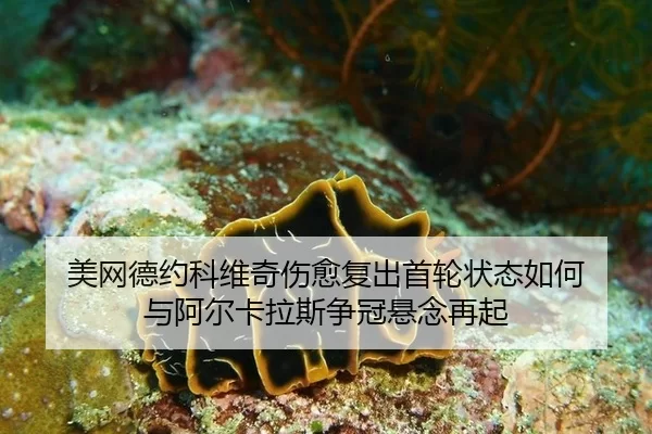 mei-wang-de-yue-ke-wei-qi-shang-yu-fu-chu-shou-lun-zhuang-tai-ru-he-yu-a-er-ka-la-si-zheng-guan-xuan-nian-zai-qi-3-885.jpg